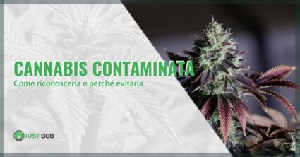 Cannabis contaminata : come riconoscerla
