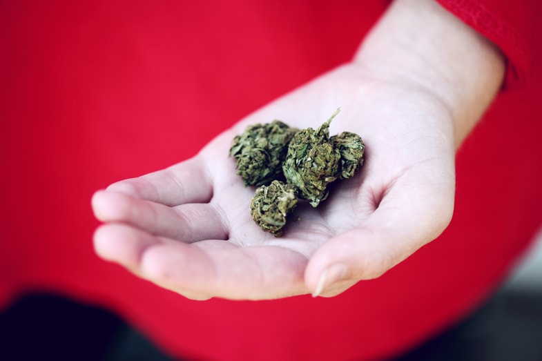 Cime di marijuana legale sulla mano di una donna | Justbob