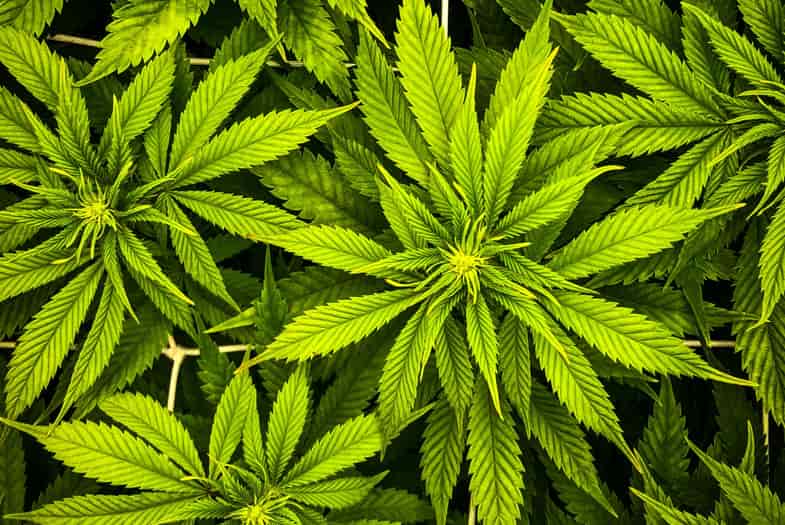 Foglie di una pianta di cannabis legale | Justbob