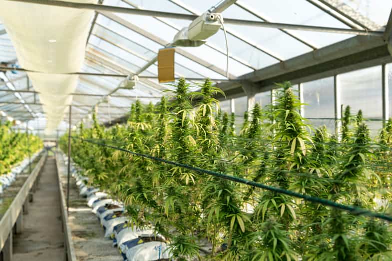 Serra di piante di marijuana legale coltivate indoor | Justbob