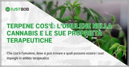 Terpene cos’è: l’umulene nella cannabis e le sue proprietà terapeutiche