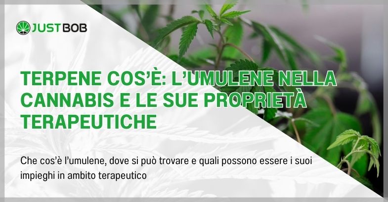 Terpene cos’è: l’umulene nella cannabis e le sue proprietà terapeutiche