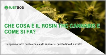 Che cosa è il Rosin THC cannabis e come si fa?