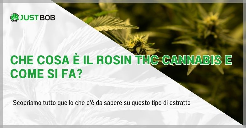 Che cosa è il Rosin THC cannabis e come si fa?