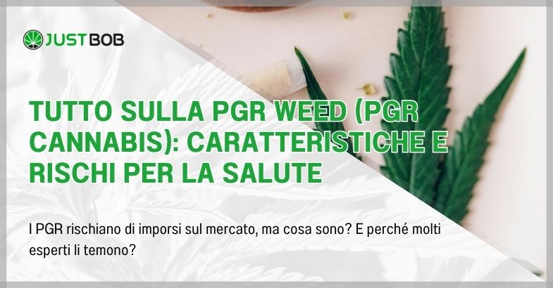 Tutto sulla PGR weed (PGR cannabis)
