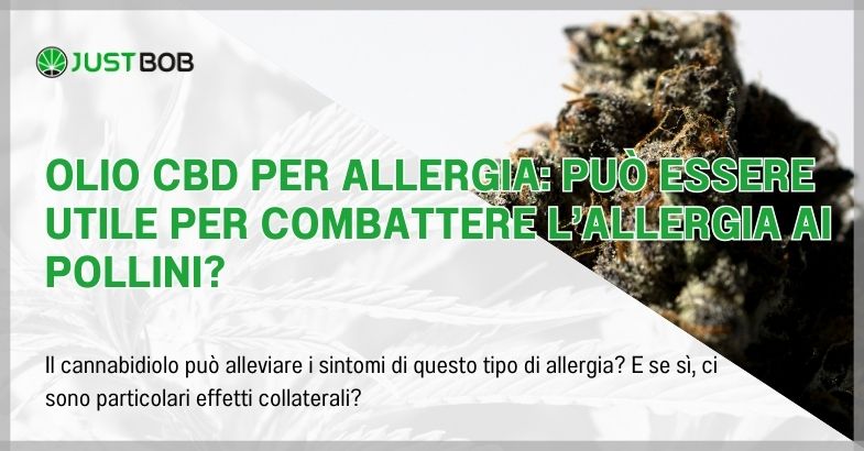 Olio CBD per allergia: può essere utile per combattere l’allergia ai pollini?