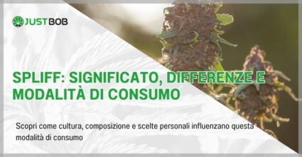 Spliff: significato, differenze e modalità di consumo