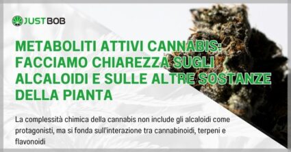 Metaboliti attivi cannabis: facciamo chiarezza sugli alcaloidi