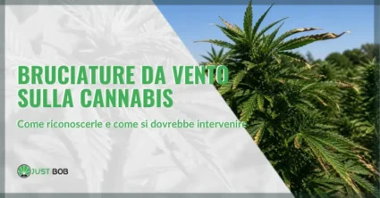 Bruciature da vento sulla cannabis: come riconoscerle e come si dovrebbe intervenire | Justbob
