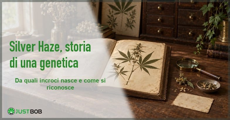 featured-silver-haze-erbario-botanico Banner dell'articolo con titolo verde e logo Justbob; a destra un album da erbario aperto con foglia di canapa pressata