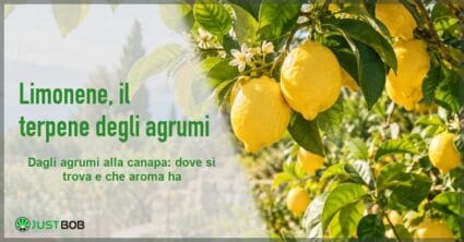 Banner dell'articolo con titolo verde 'Limonene, il terpene degli agrumi' e logo Justbob a sinistra e, a destra, limoni maturi su un ramo