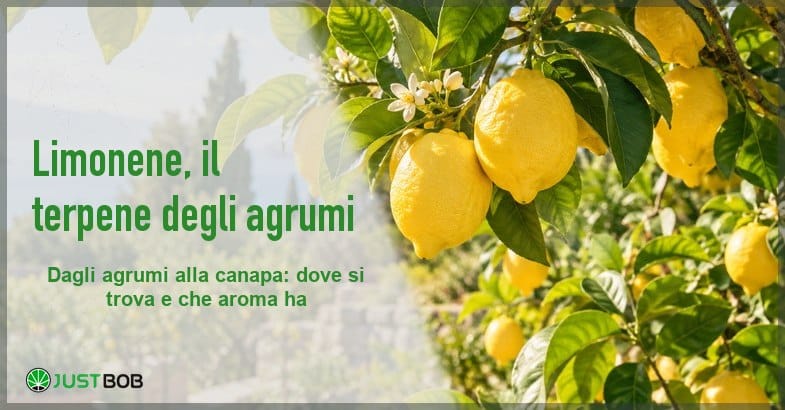 limonene-terpene-agrumi-banner Banner dell'articolo con titolo verde 'Limonene, il terpene degli agrumi' e logo Justbob a sinistra e, a destra, limoni maturi su un ramo