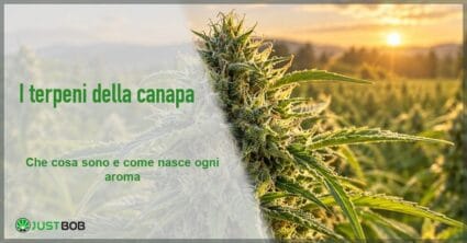 Cima fiorita di canapa ricoperta di tricomi davanti a un campo di canapa illuminato dal sole al tramonto