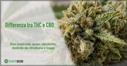 Banner dell'articolo con titolo verde 'Differenza tra THC e CBD' e logo Justbob a sinistra e, a destra, un fiore di canapa ricoperto di tricomi