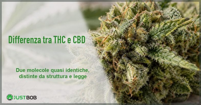 differenza-thc-cbd-banner Banner dell'articolo con titolo verde 'Differenza tra THC e CBD' e logo Justbob a sinistra e, a destra, un fiore di canapa ricoperto di tricomi