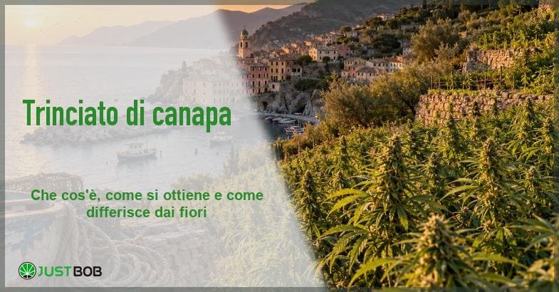 trinciato-di-canapa-banner-costa-ligure Banner dell'articolo con borgo costiero ligure al tramonto, barche nel porticciolo e terrazze coltivate a canapa, con titolo verde e logo Justbob