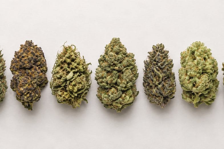 Varietà di canapa a confronto per aspetto e colore Fila di infiorescenze di canapa essiccate dai toni che vanno dal verde chiaro al violaceo, disposte una accanto all'altra su un fondo neutro